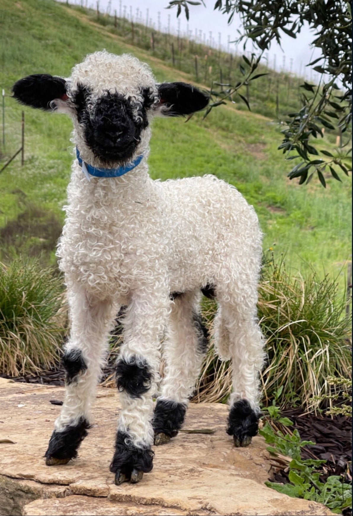 Sheep with black face and legs standing on a stone path in a grassy field.